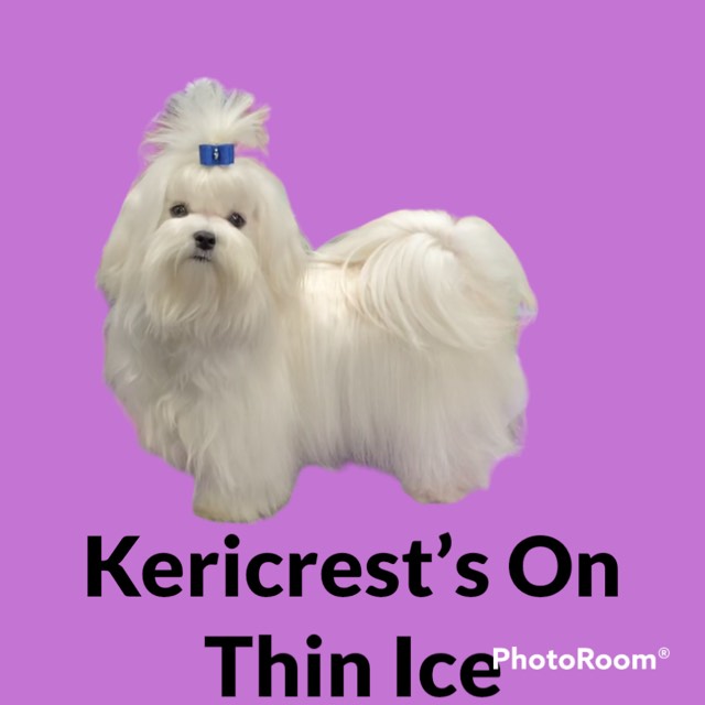 Ava pic Crufts