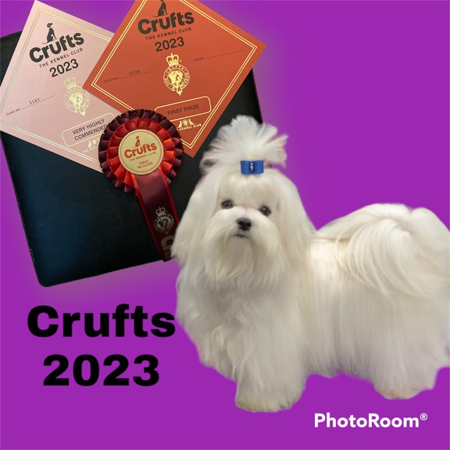 Ava rossettes crufts