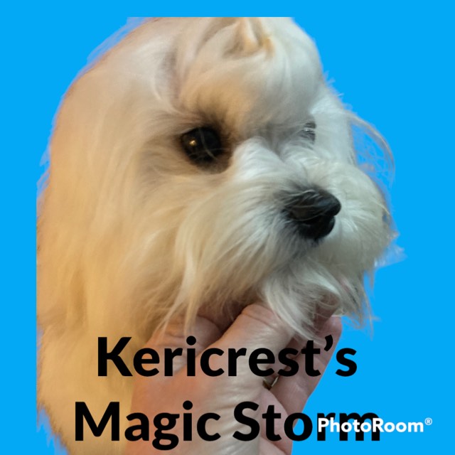 Boomer pic crufts