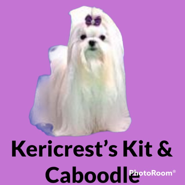 Kitty pic crufts